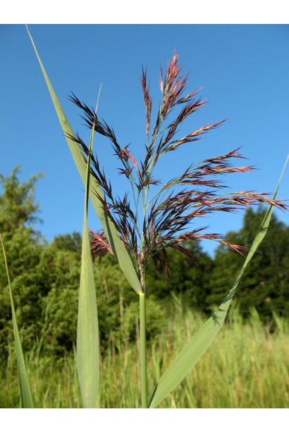 Очерет звичайний